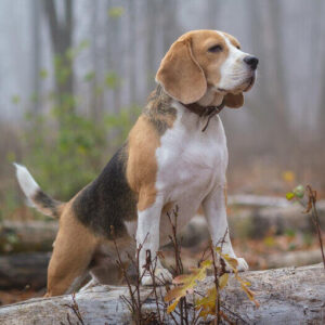Beagle