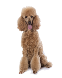 Poodle